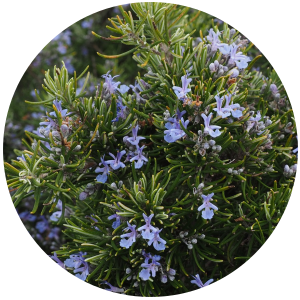 Rosemary (Rosmarinus Officinalis) Essential Oil