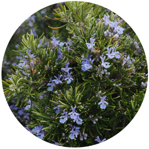 Rosemary (Rosmarinus Officinalis) Essential Oil - Organic