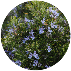Rosemary ct. Cineole (Rosmarinus Officinalis) Essential Oil