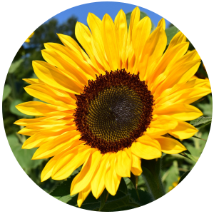 Sunflower Seed (Helianthus annuus) Carrier Oil - High Oleic - Refined - Organic
