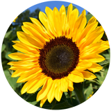 Sunflower Seed (Helianthus annuus) Carrier Oil - High Oleic - Refined - Organic