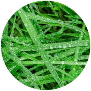 Sweetgrass Hydrosol  Stillpoint Aromatics