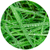 sweetgrass hydrosol hierochloe odorata