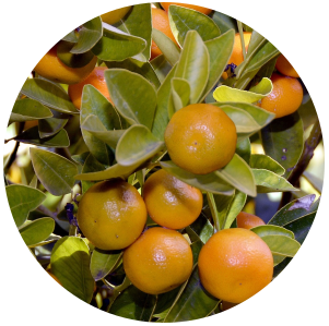 Tangerine (Citrus reticulata) Essential Oil