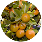 Tangerine (Citrus reticulata) Essential Oil