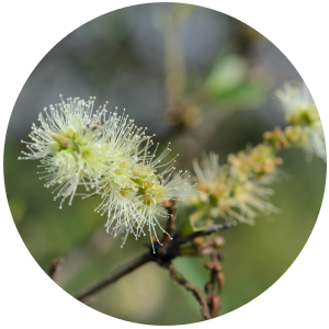 Tea Tree (Melaleuca alternifolia) Essential Oil - South Africa – Plant ...