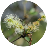 Tea Tree (Melaleuca alternifolia) Essential Oil - South Africa- Australian Cultivar