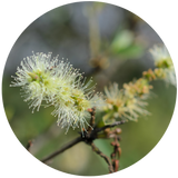 Tea Tree (Melaleuca alternifolia) Essential Oil - Organic