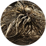 Valerian Root (Valeriana officinalis) Essential Oil